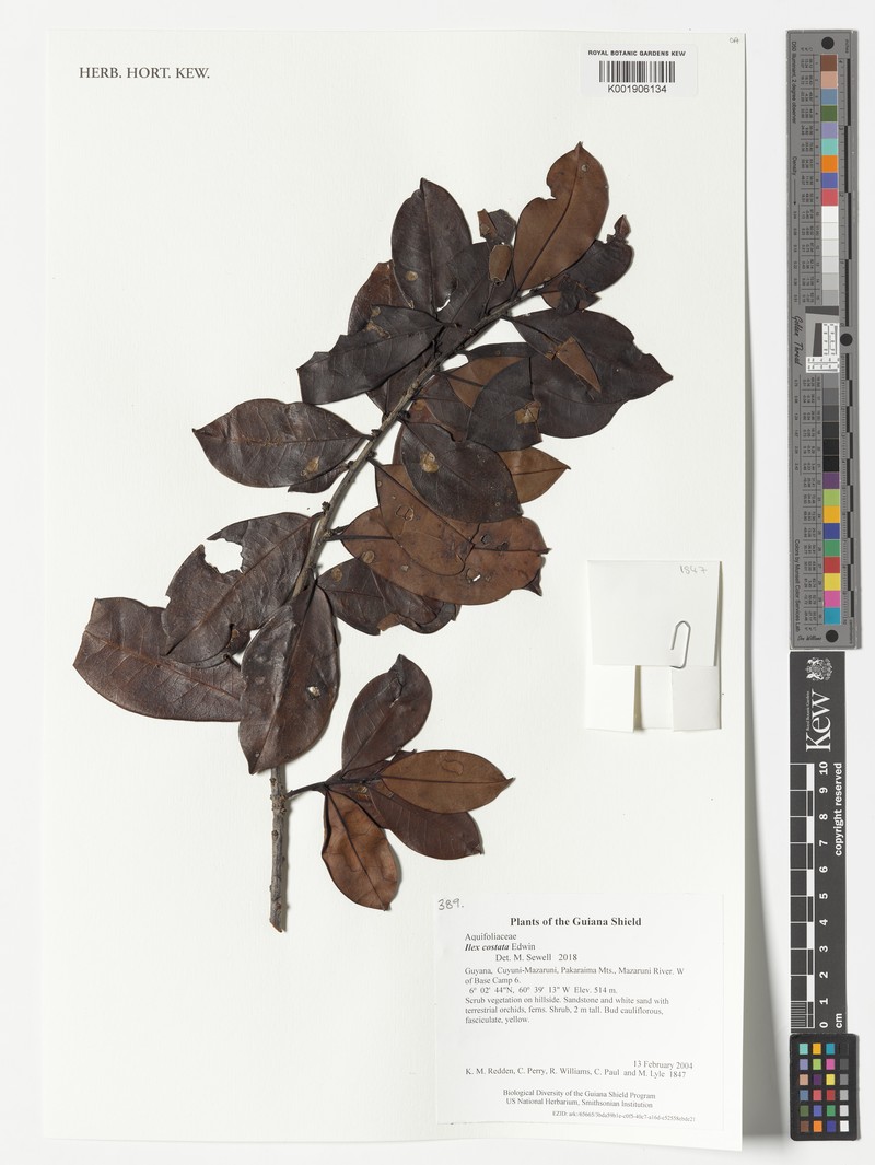 Ilex costata photo 3