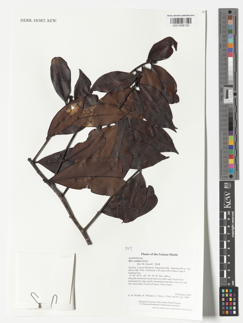 Ilex costata photo 4