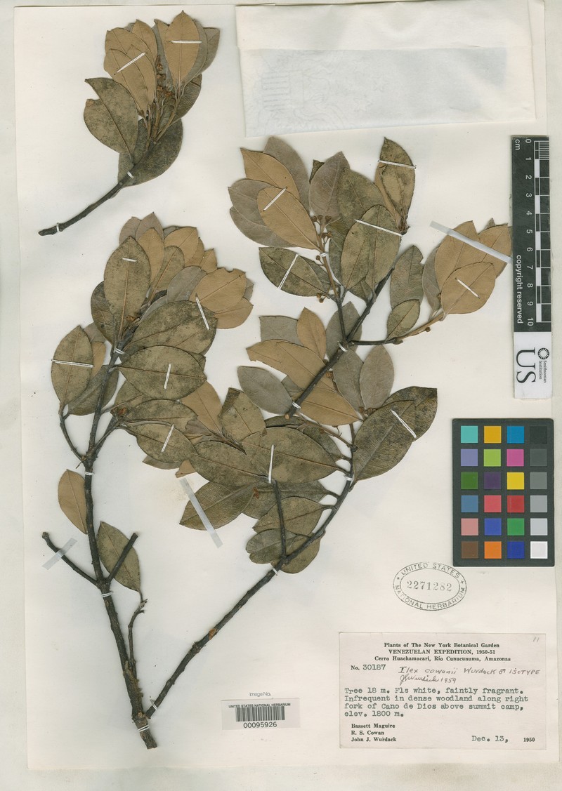 Ilex cowanii