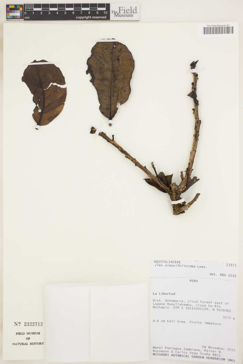 Ilex crassifolioides