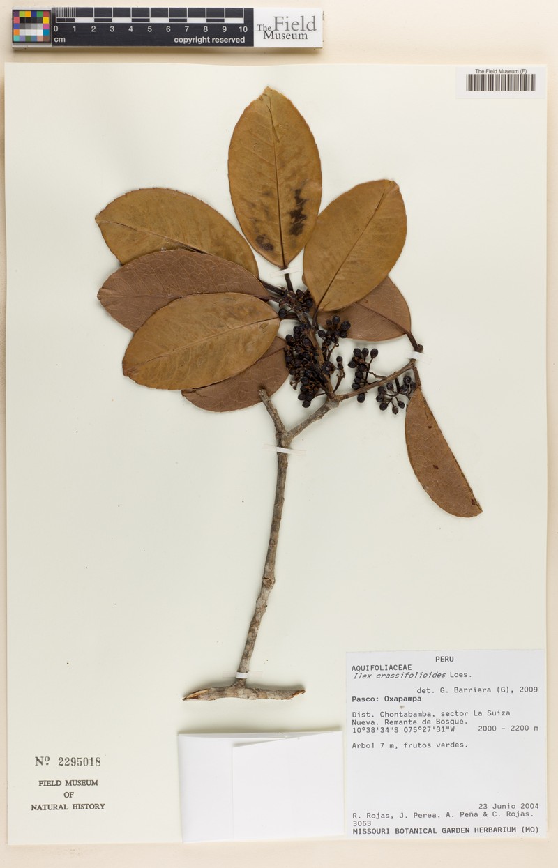 Ilex crassifolioides photo 2
