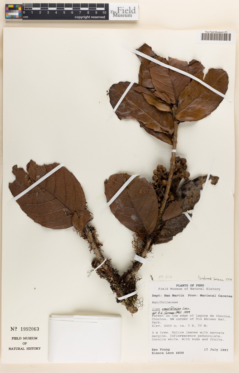 Ilex crassifolioides photo 3