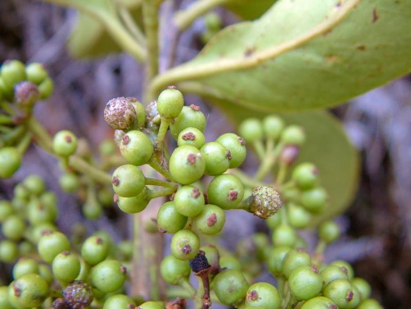 Ilex crassifolioides photo 4