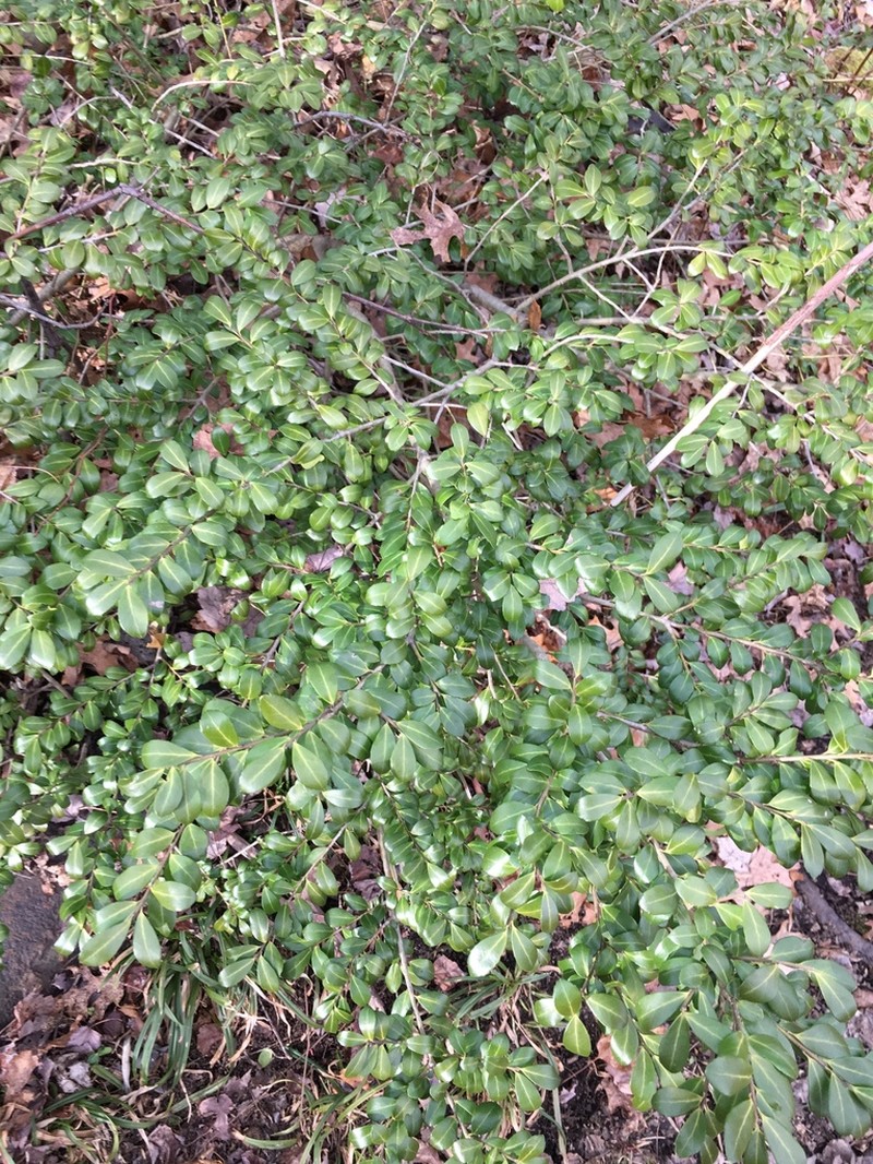 Japanese Holly photo 4