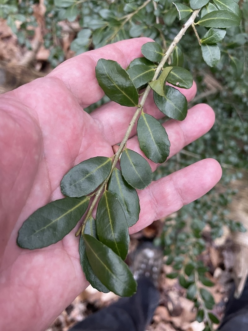 Japanese Holly photo 5