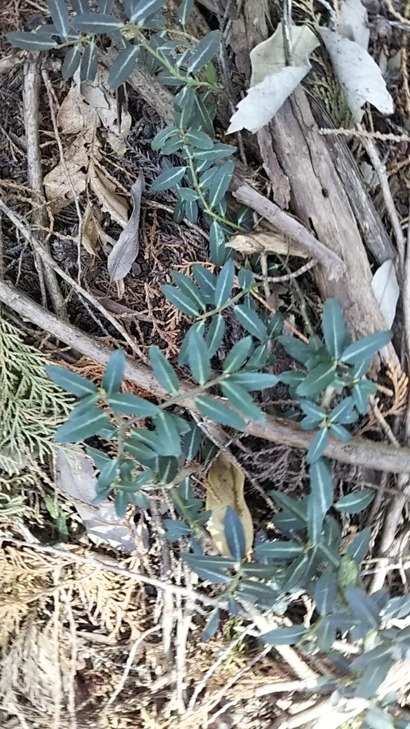 Japanese Holly photo 6