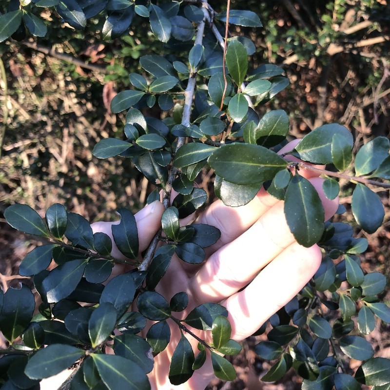 Japanese Holly photo 7