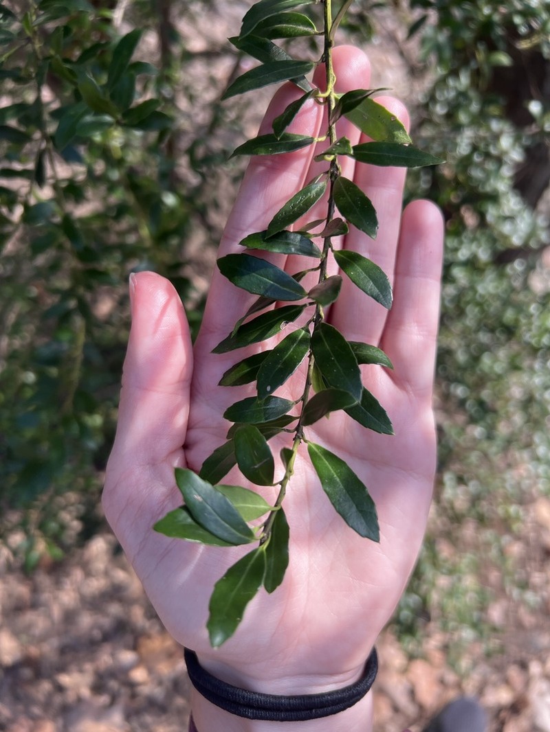 Japanese Holly photo 8