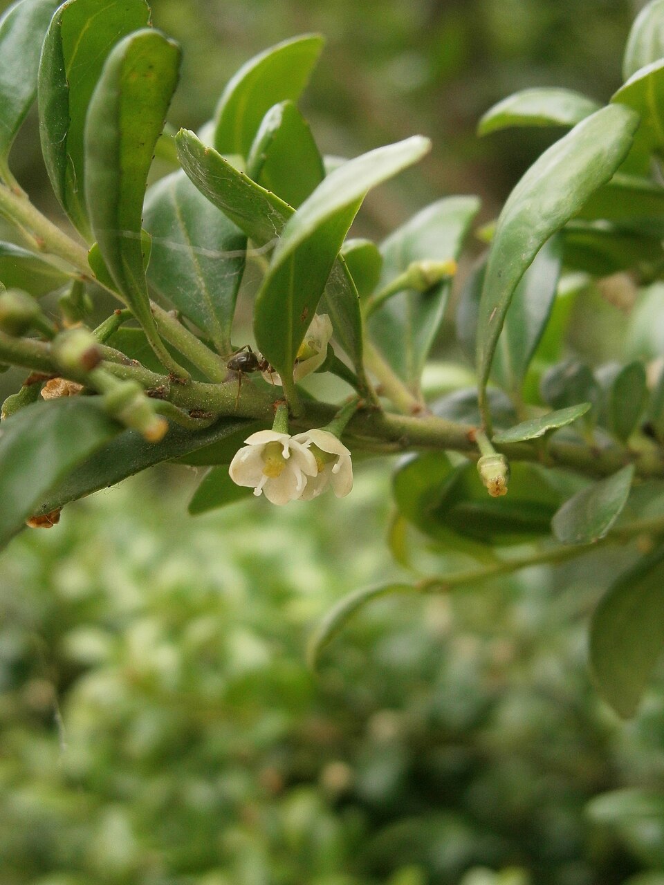 Japanese Holly photo 4