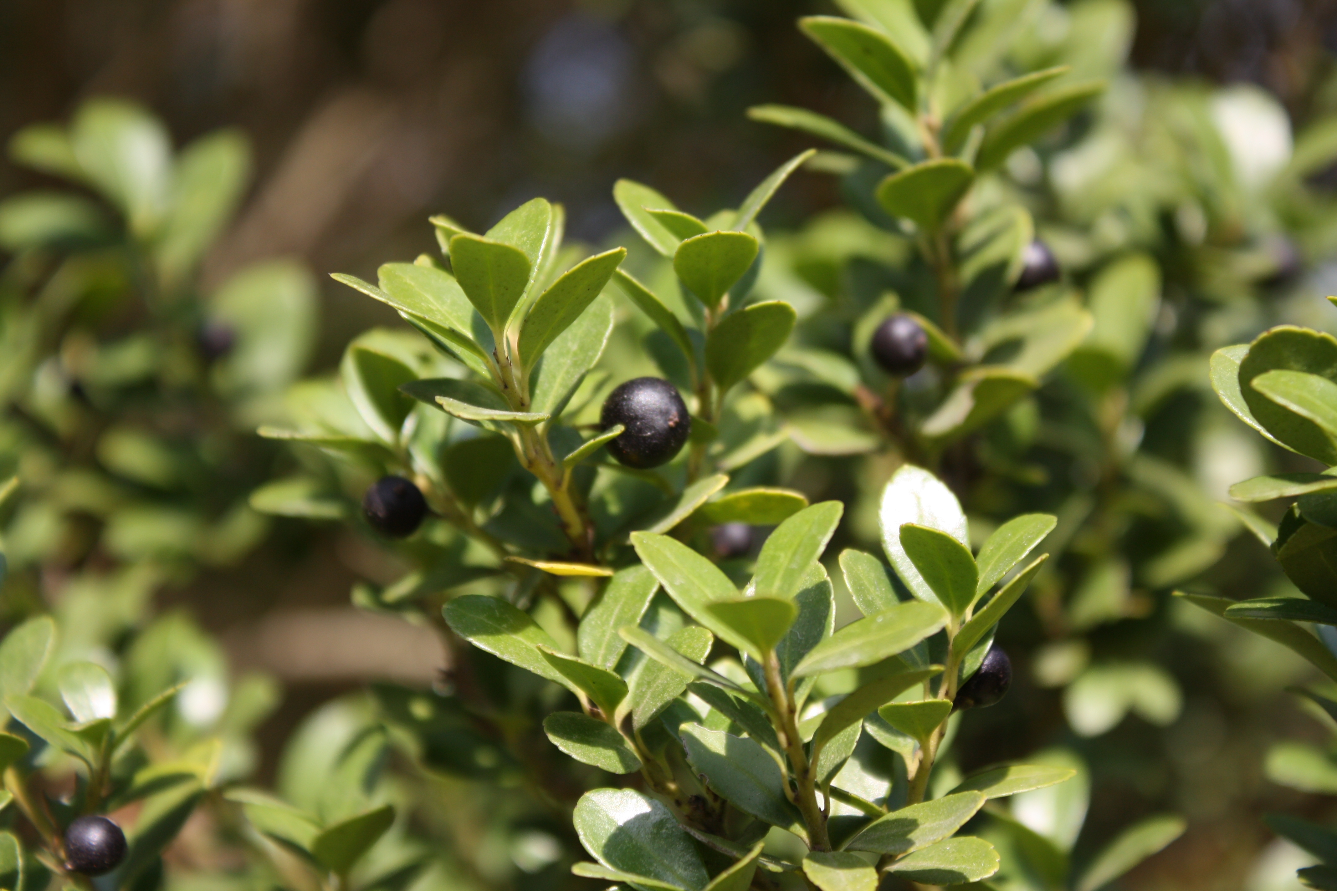 Japanese Holly photo 6