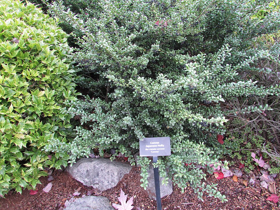 Japanese Holly photo 7