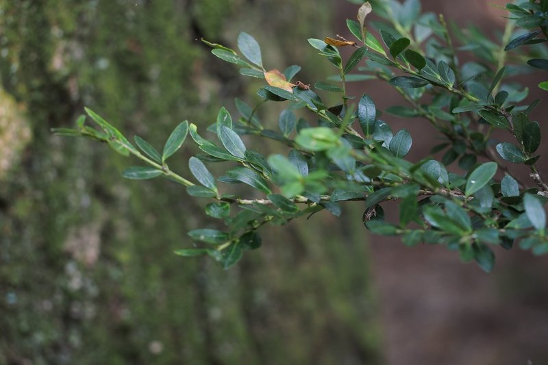 Japanese Holly photo 8
