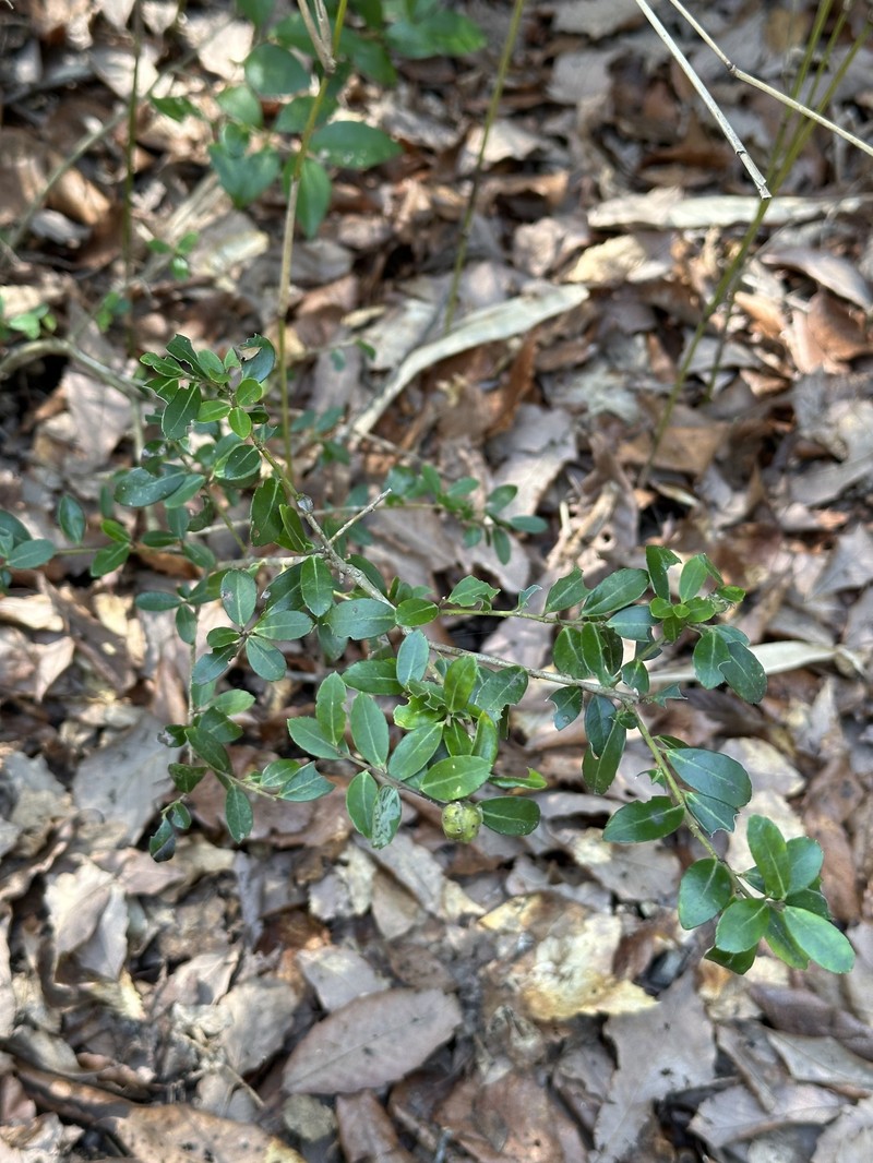 Ilex crenata var. crenata