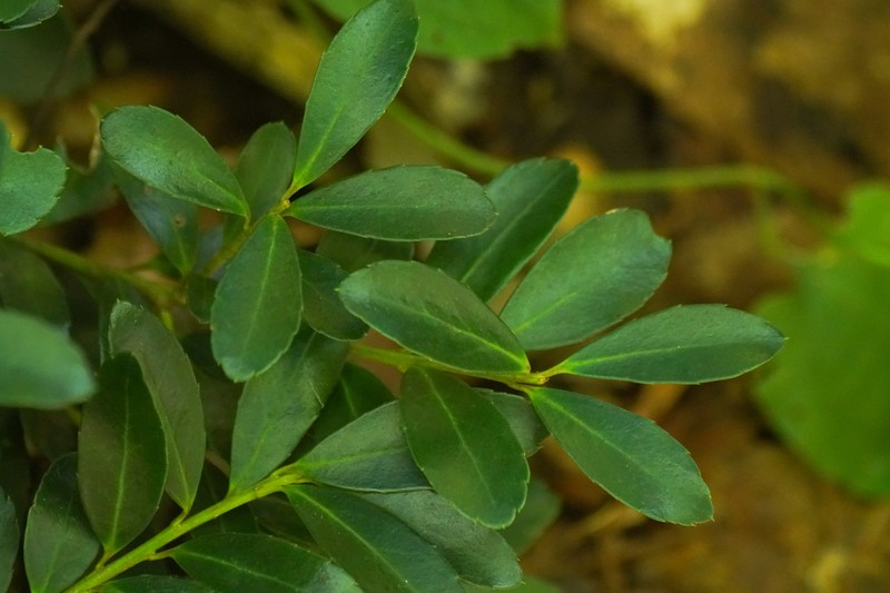 Ilex crenata var. crenata photo 2