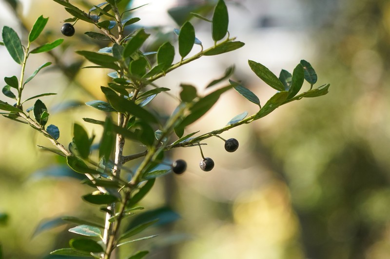 Ilex crenata var. crenata photo 3