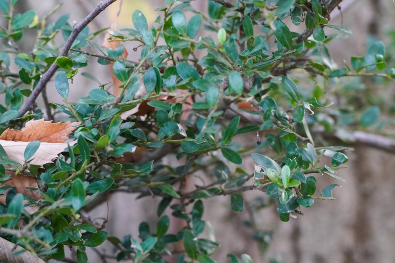 Ilex crenata var. crenata photo 4