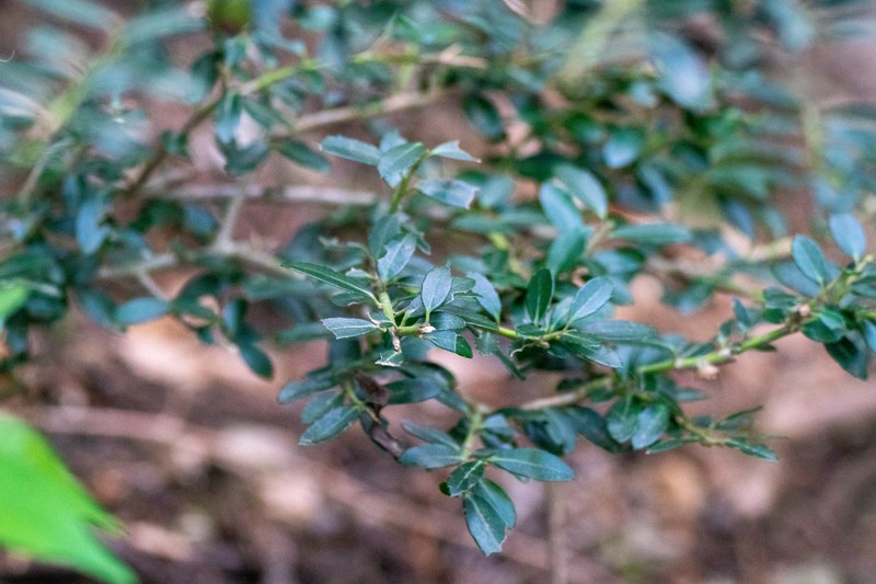 Ilex crenata var. crenata photo 5
