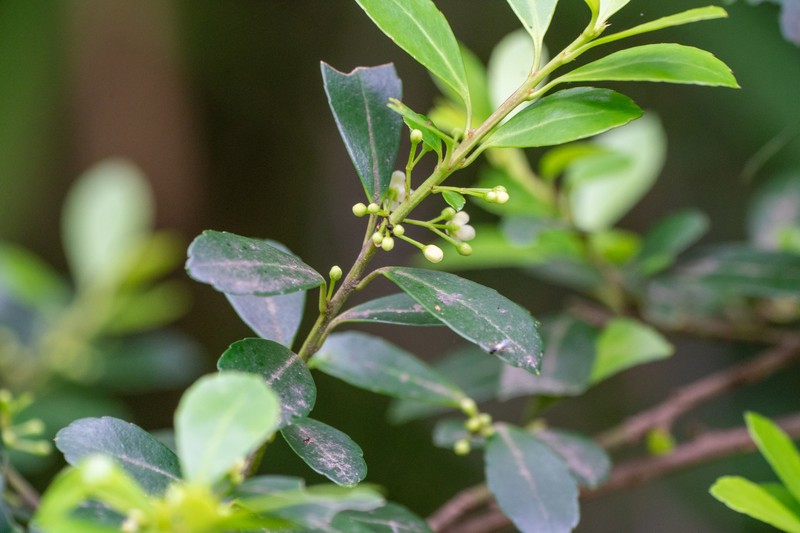 Ilex crenata var. crenata photo 6