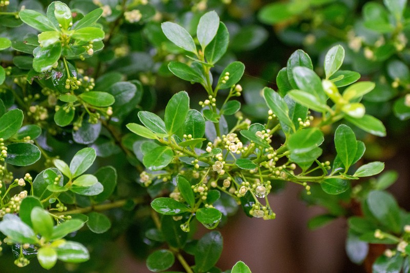 Ilex crenata var. crenata photo 7