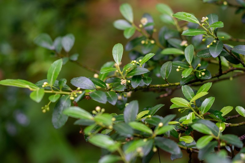 Ilex crenata var. crenata photo 8