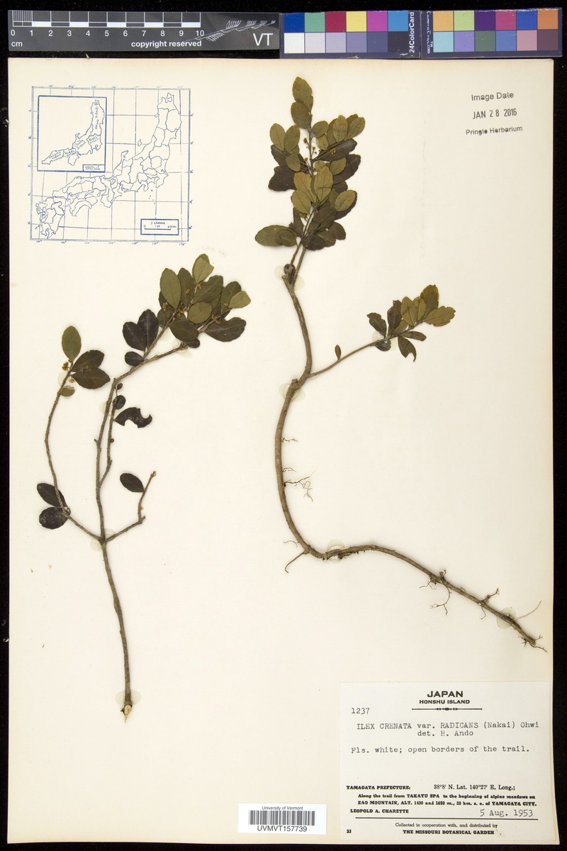 Ilex crenata var. radicans