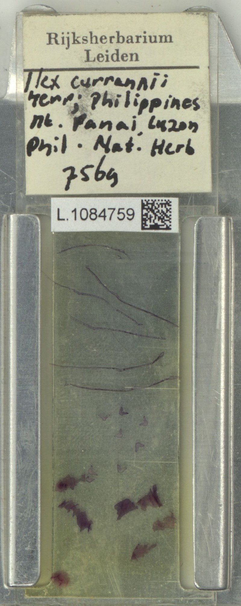 Ilex curranii
