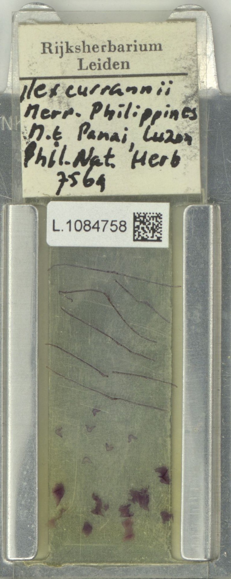 Ilex curranii photo 2