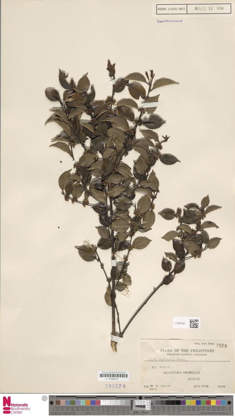 Ilex curranii photo 3
