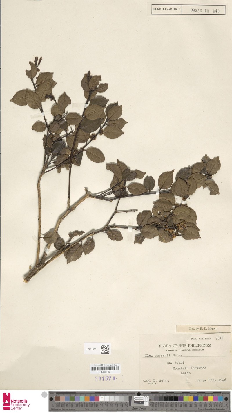 Ilex curranii photo 4