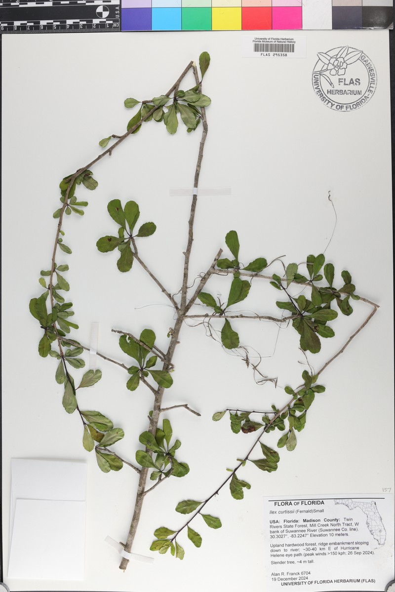 Ilex curtissii