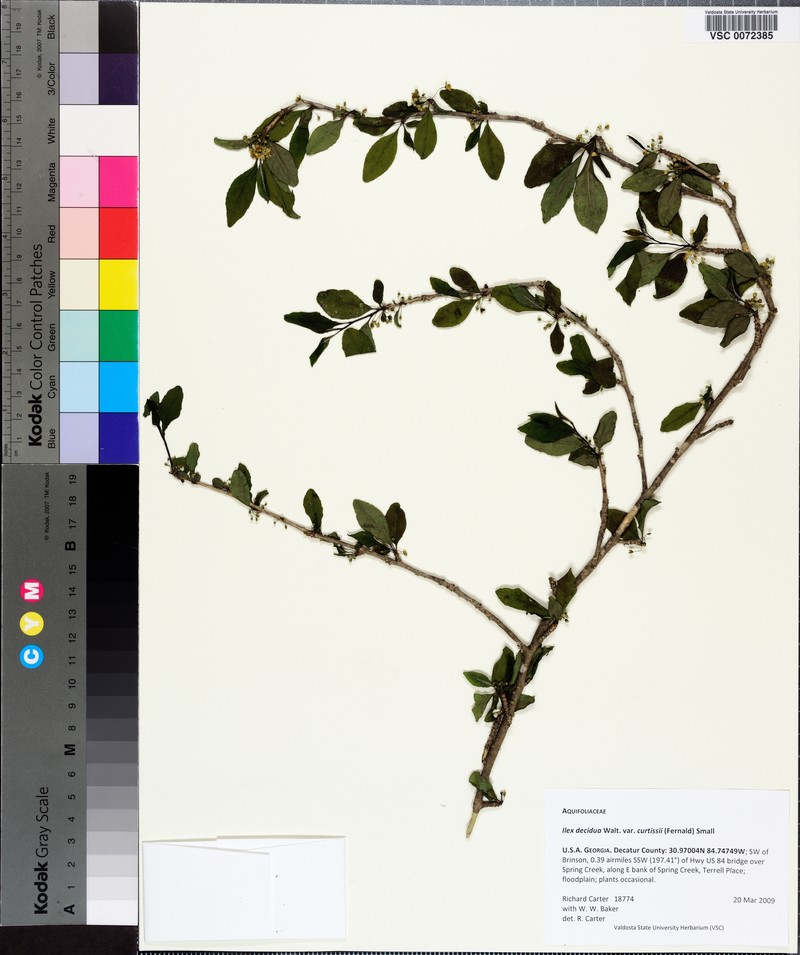Ilex curtissii photo 2