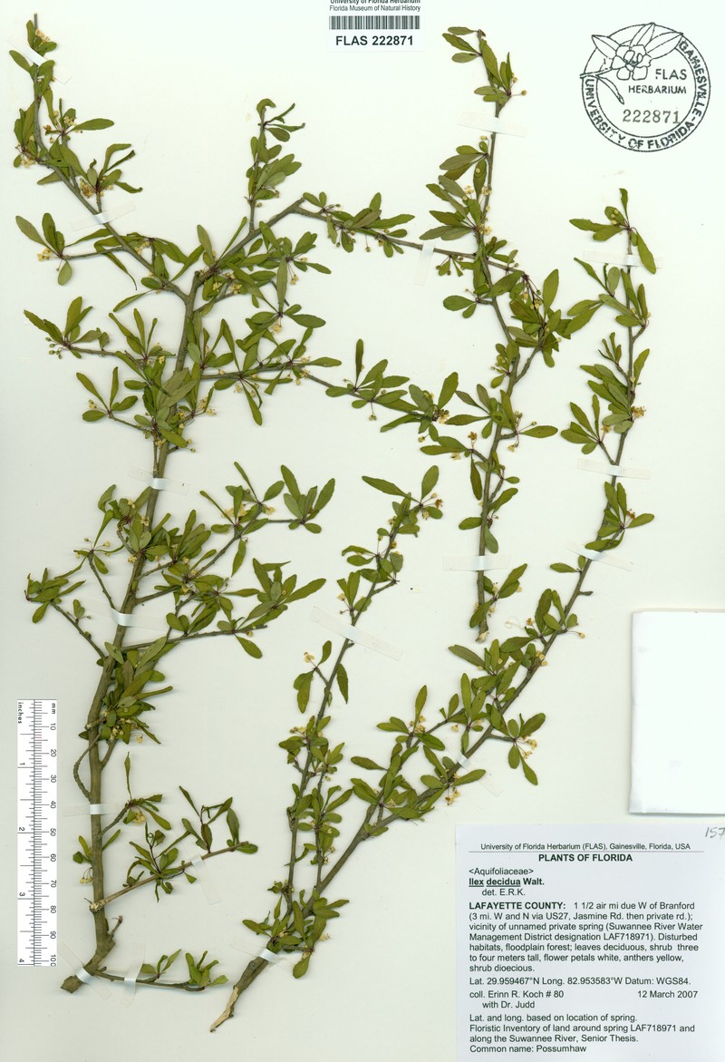 Ilex curtissii photo 3