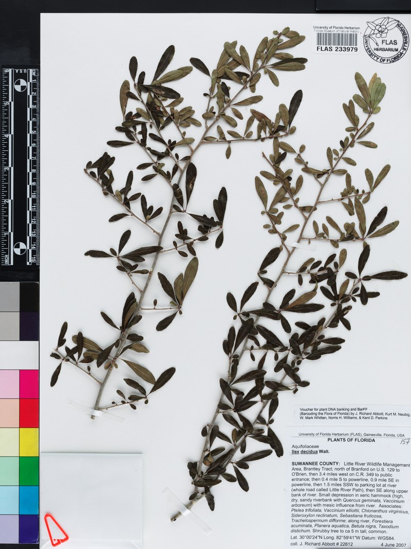 Ilex curtissii photo 4