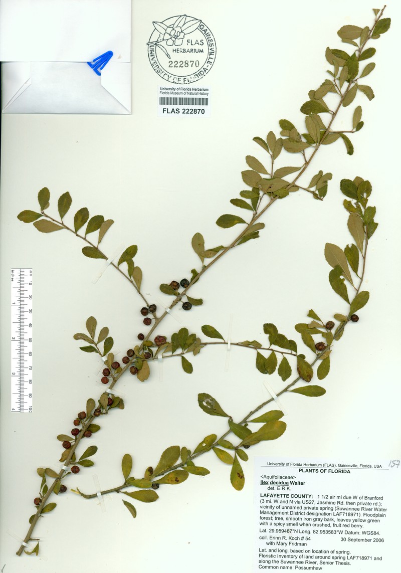 Ilex curtissii photo 5