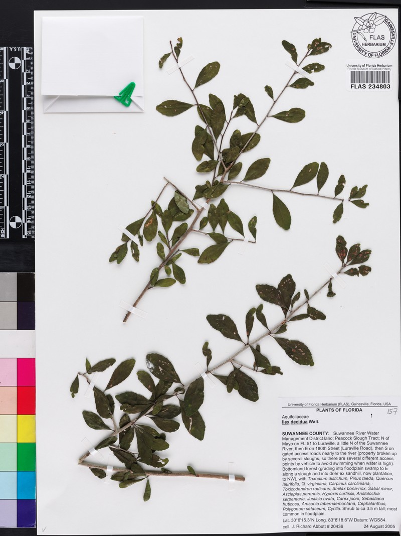 Ilex curtissii photo 6