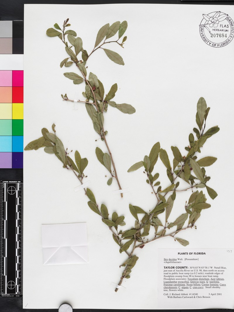 Ilex curtissii photo 7