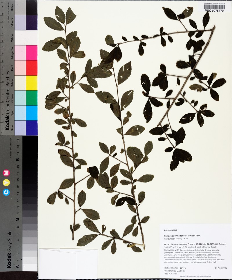 Ilex curtissii photo 8