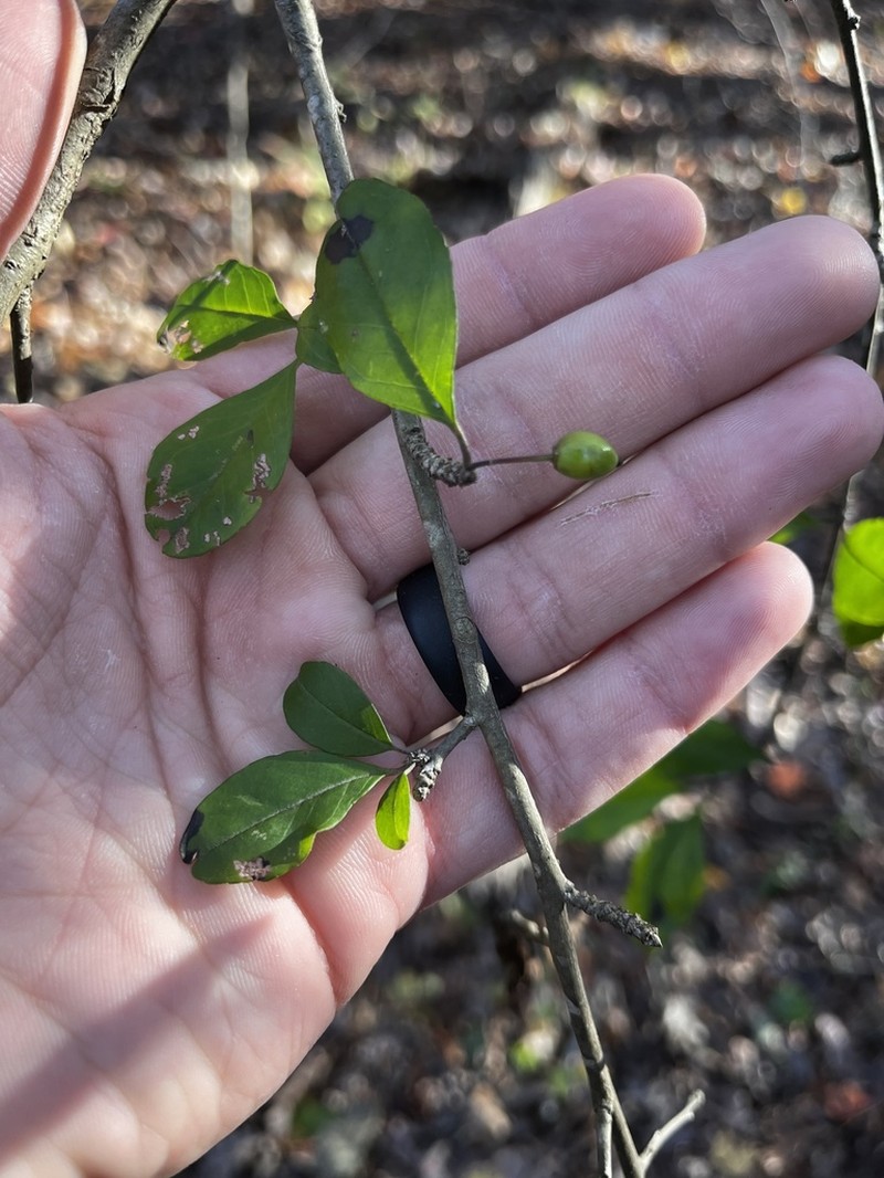 Cuthbert's Holly