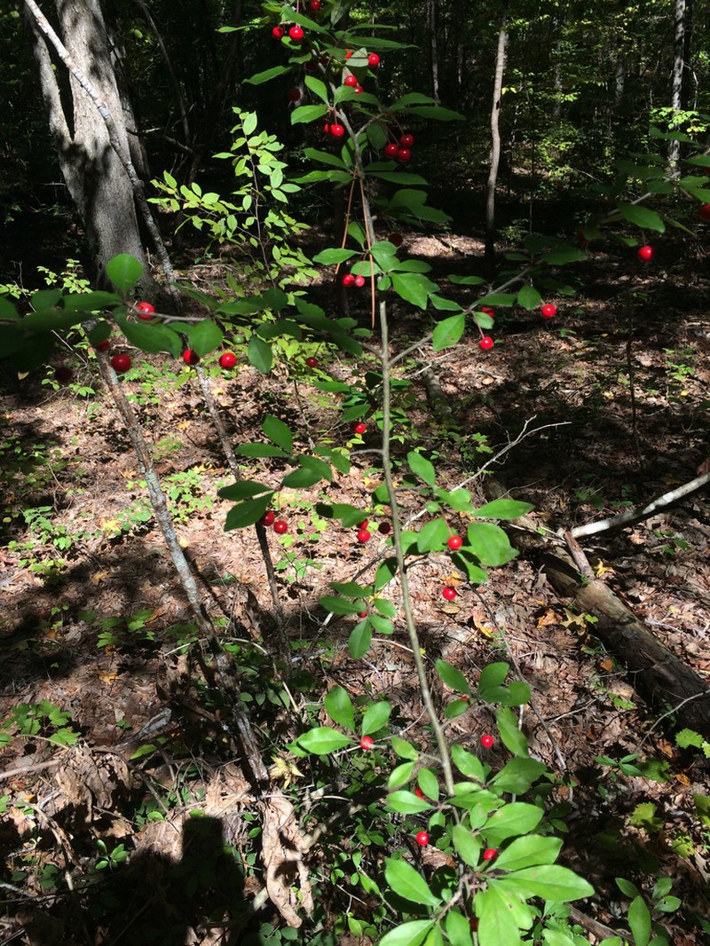 Cuthbert's Holly photo 4