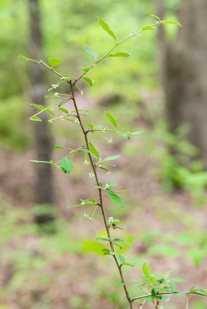 Cuthbert's Holly photo 6