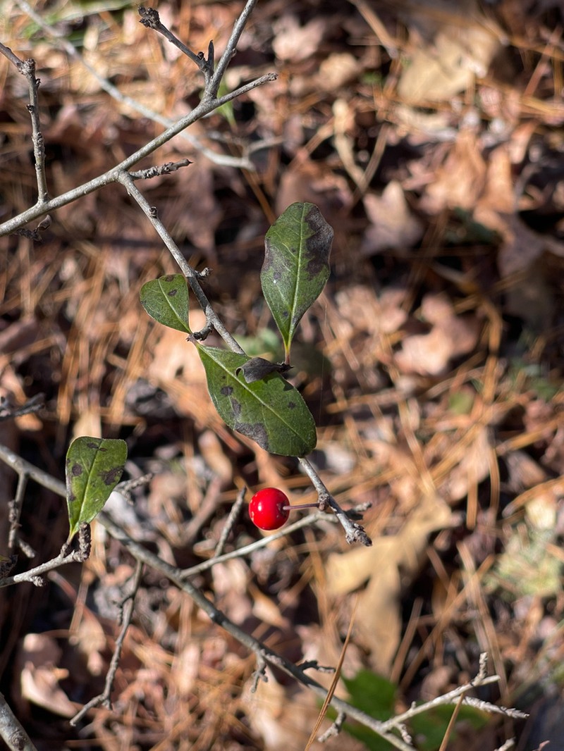 Cuthbert's Holly photo 7