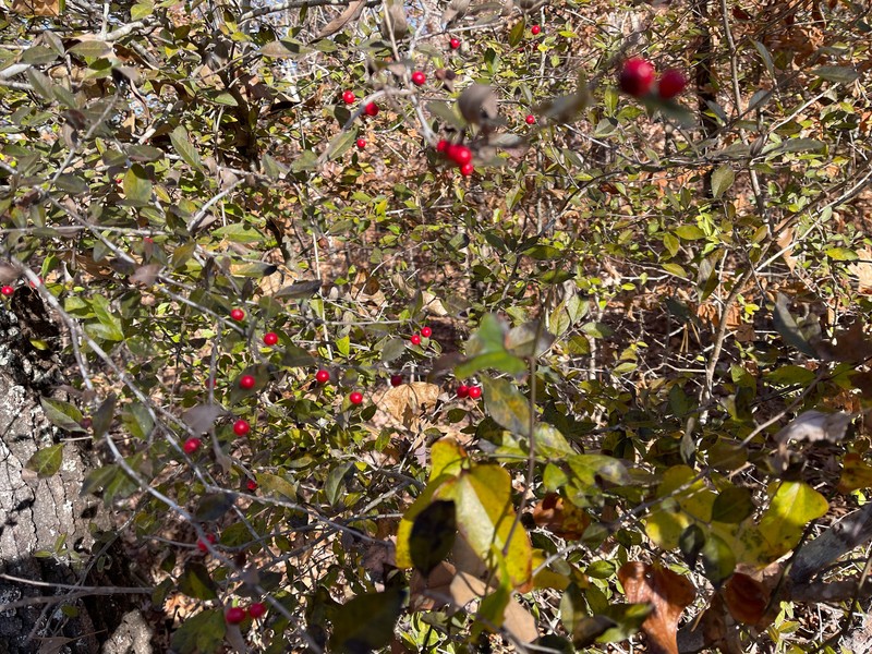 Cuthbert's Holly photo 8
