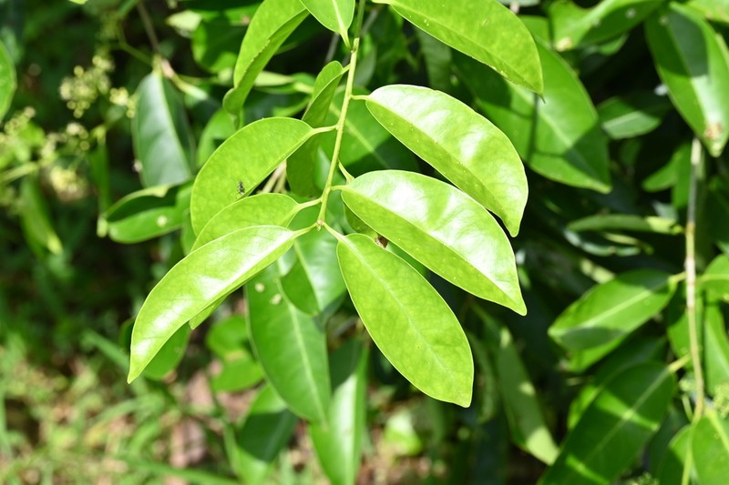 Ilex cymosa