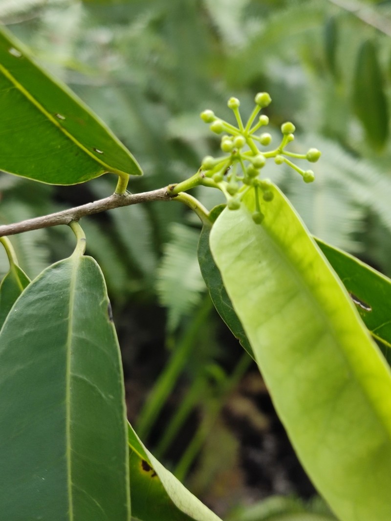 Ilex cymosa photo 2