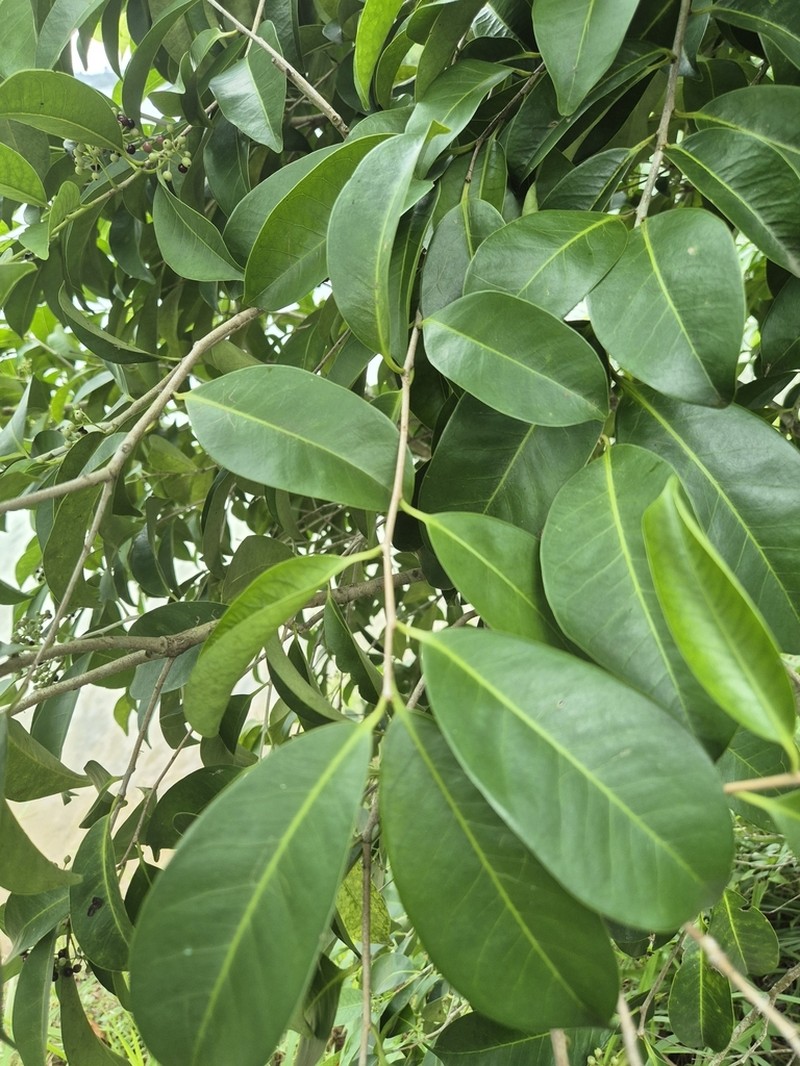 Ilex cymosa photo 3
