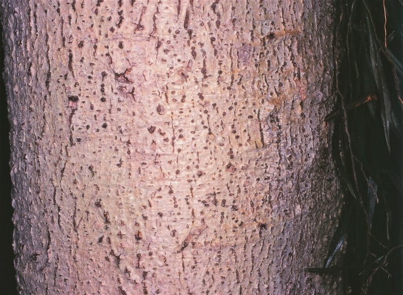 Ilex cymosa photo 4