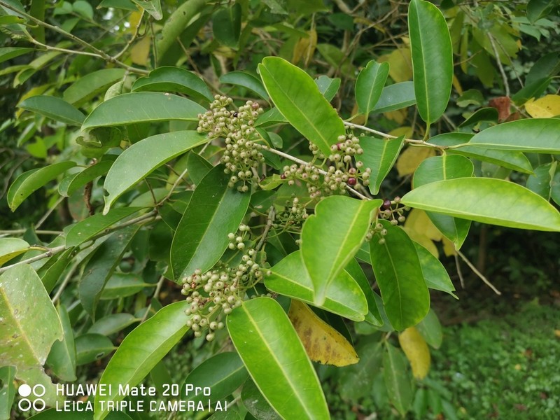 Ilex cymosa photo 5