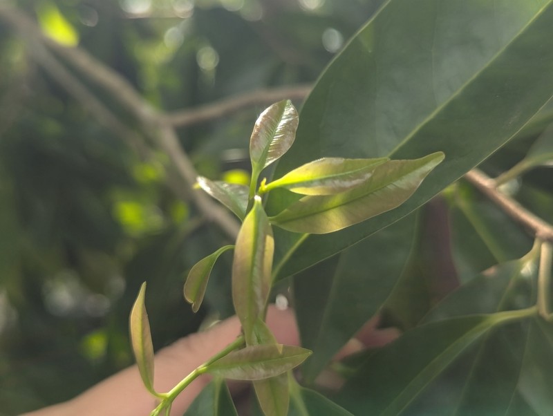 Ilex cymosa photo 6