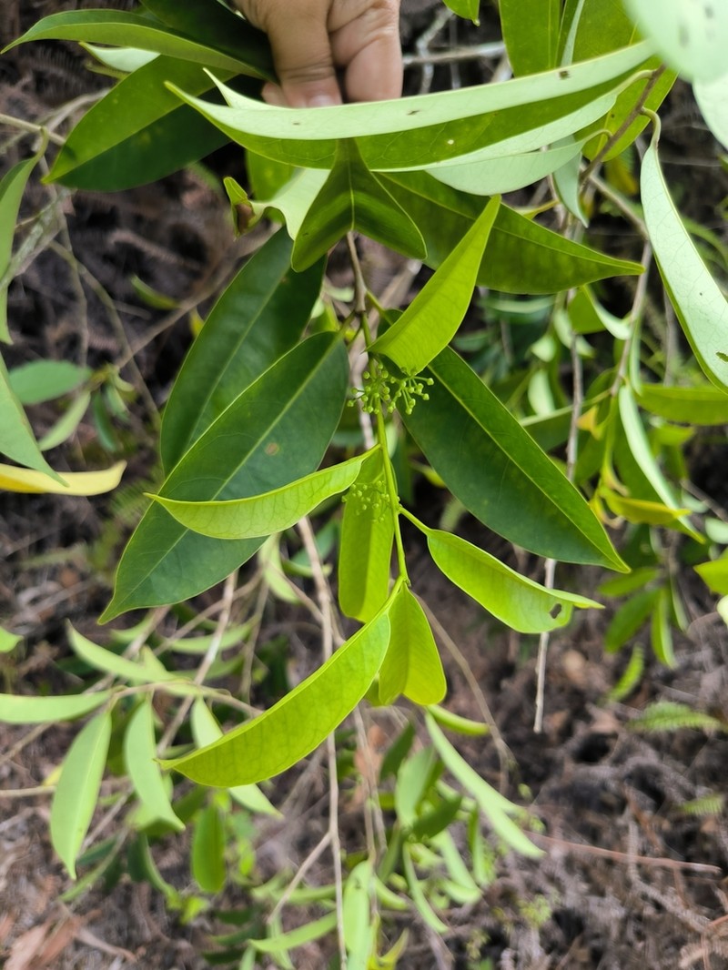 Ilex cymosa photo 8