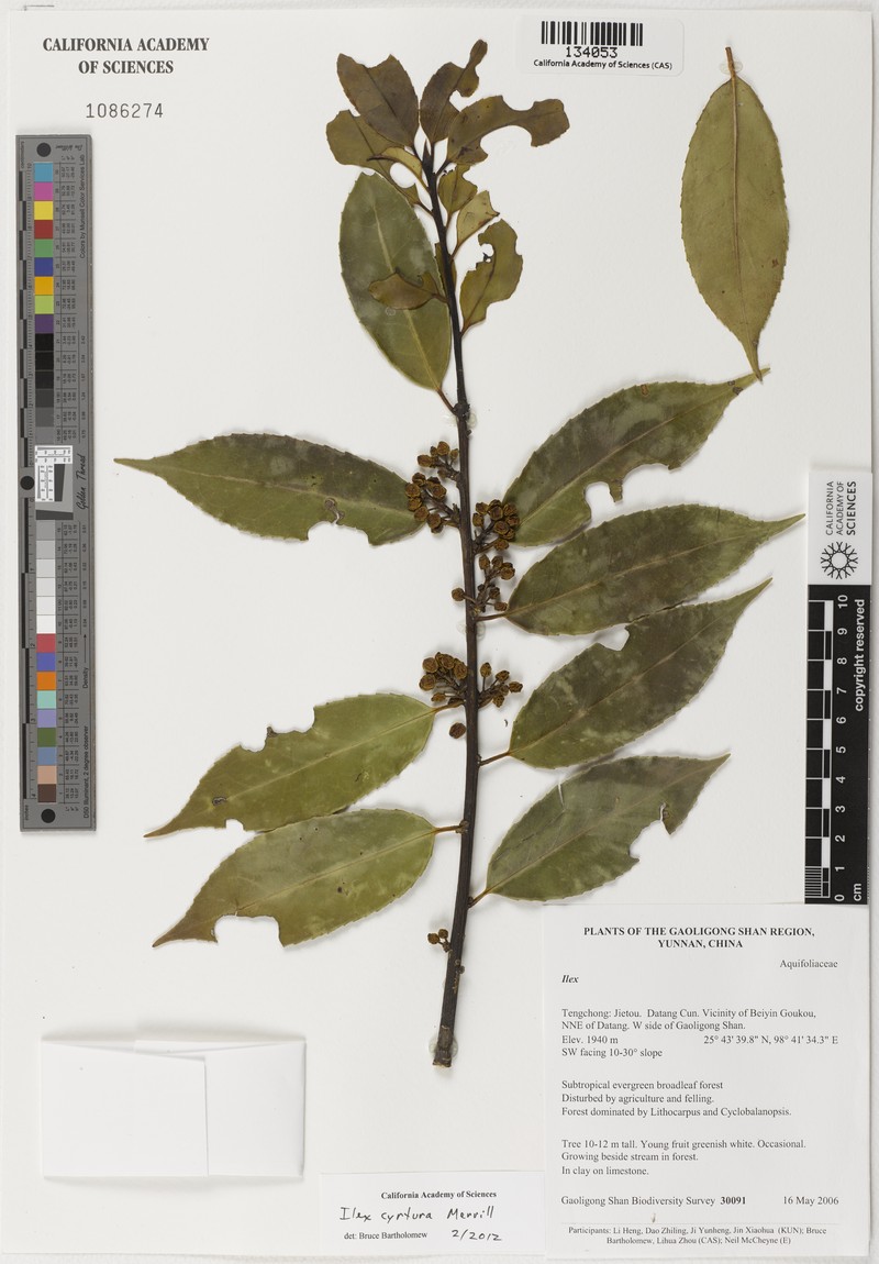 Ilex cyrtura